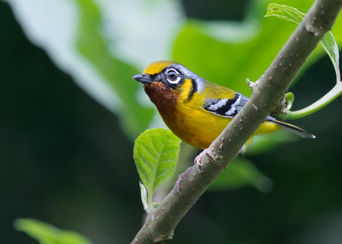 Black-eared Shrike-Babbler - Ayuwat Jearwattanakanok