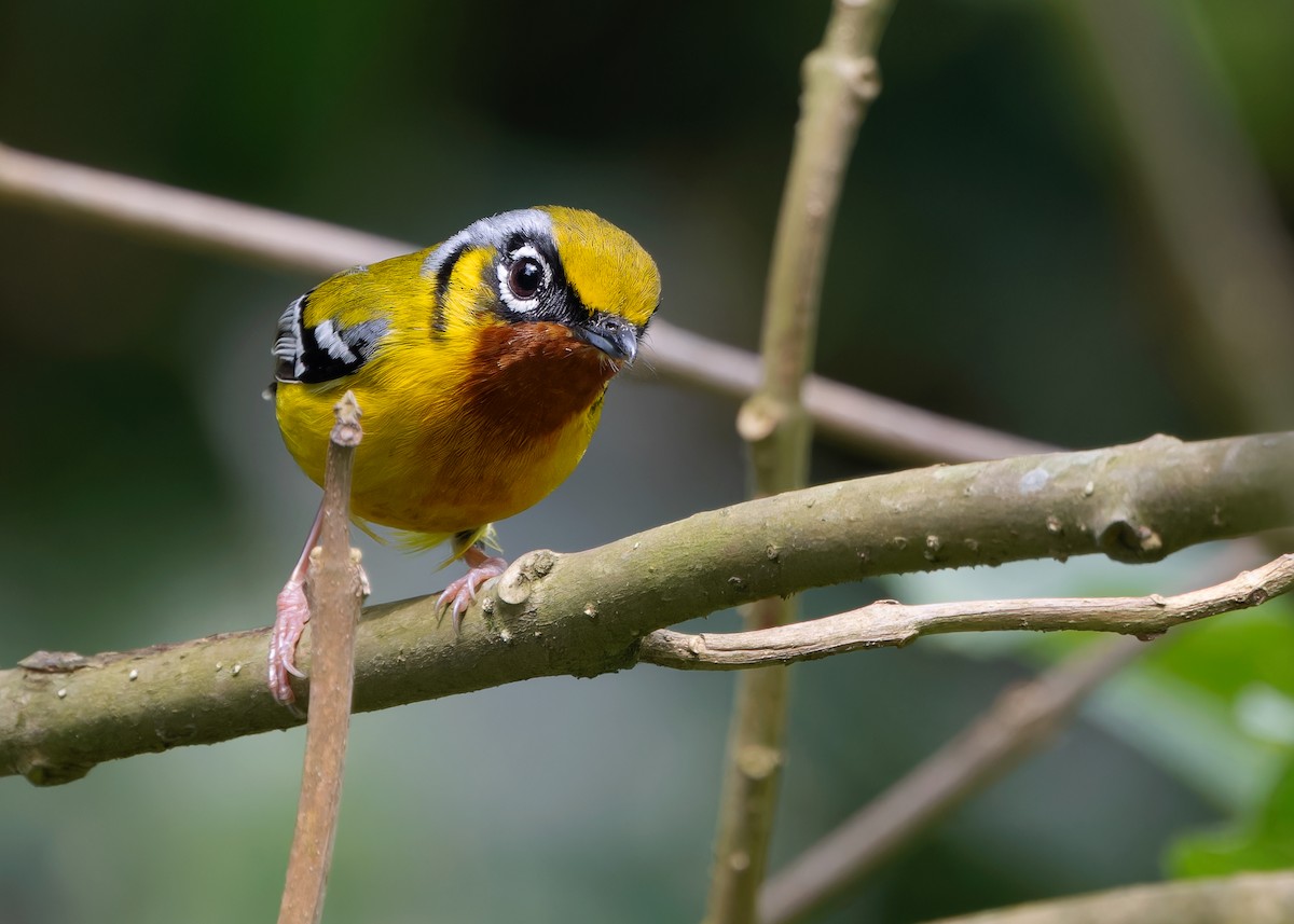 Black-eared Shrike-Babbler - Ayuwat Jearwattanakanok