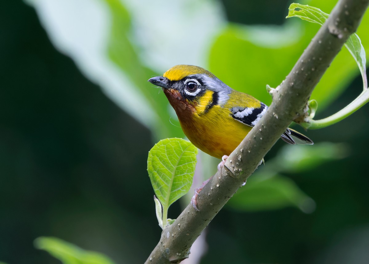 Black-eared Shrike-Babbler - ML619516241