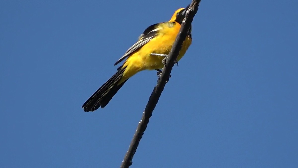 Hooded Oriole - Bruce Schine