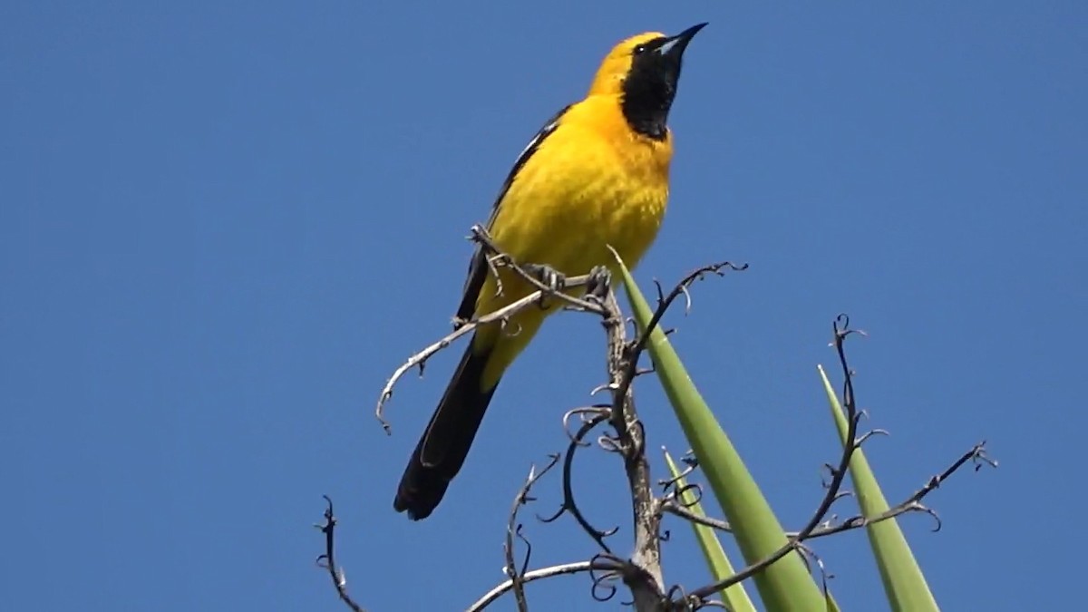 Hooded Oriole - Bruce Schine