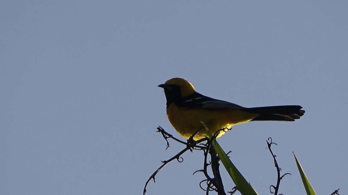 Hooded Oriole - Bruce Schine