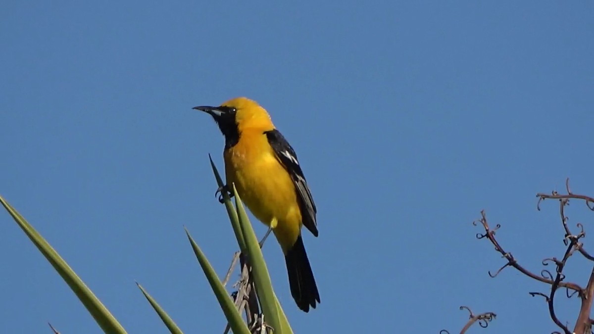 Hooded Oriole - Bruce Schine