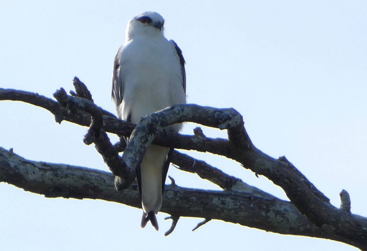 Black-shouldered Kite - ML619516289