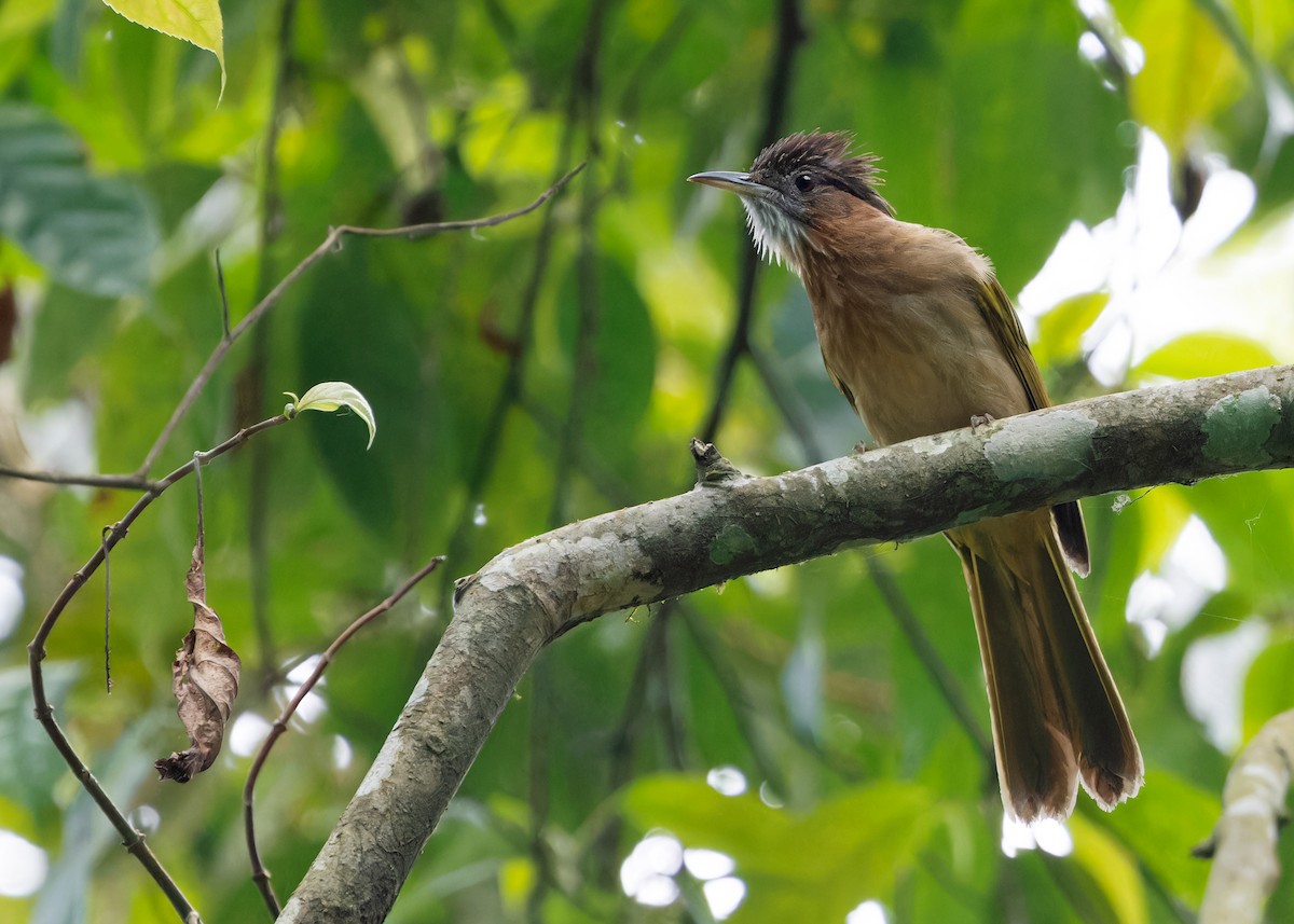 Mountain Bulbul - ML619516291