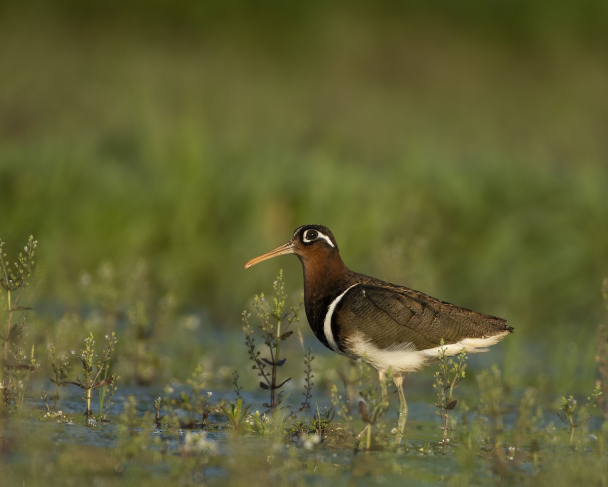 Greater Painted-Snipe - Waseem Bhat