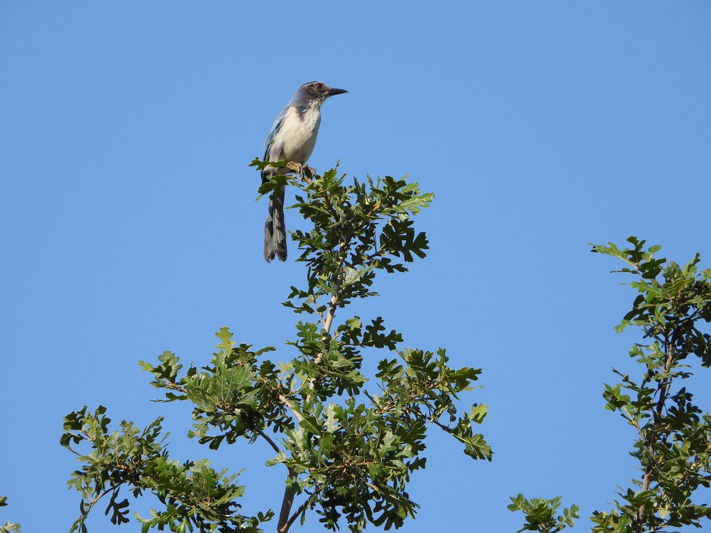 California Scrub-Jay - joe sweeney