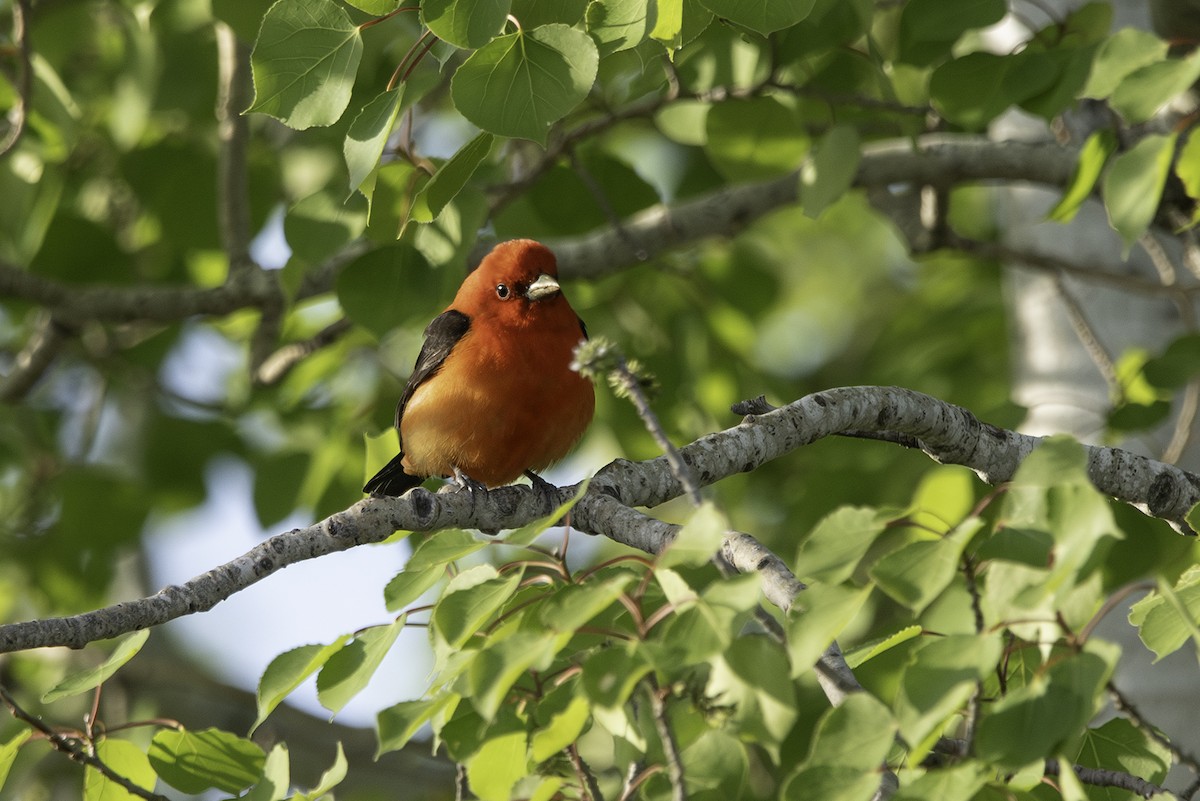 Scarlet Tanager - Cam Nikkel