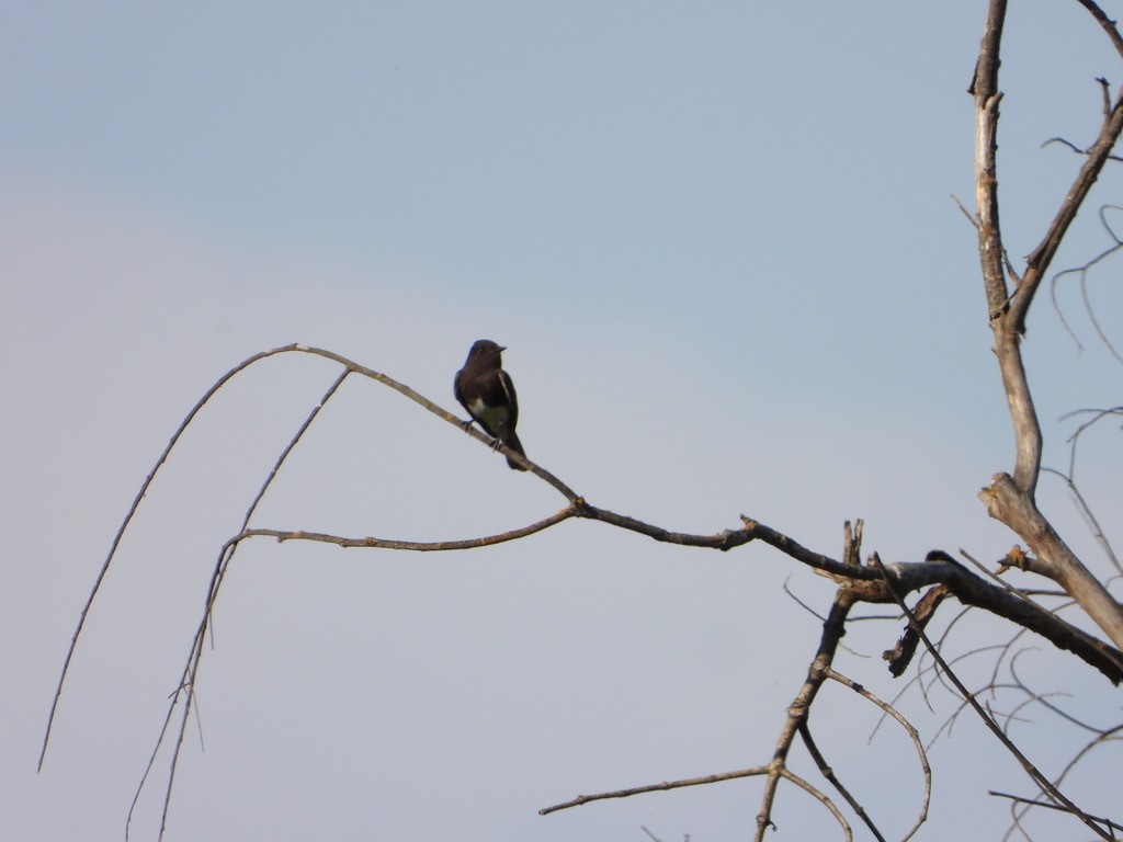 Black Phoebe - joe sweeney