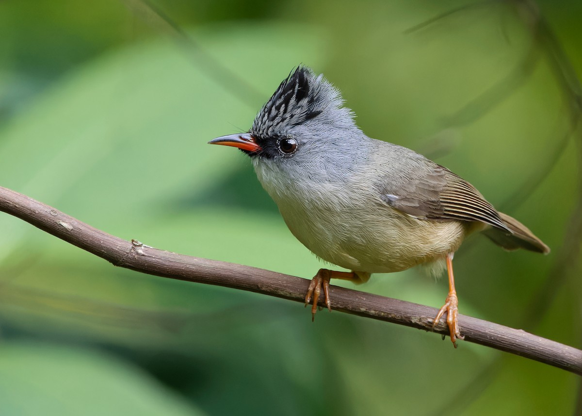 Yuhina à menton noir - ML619516317