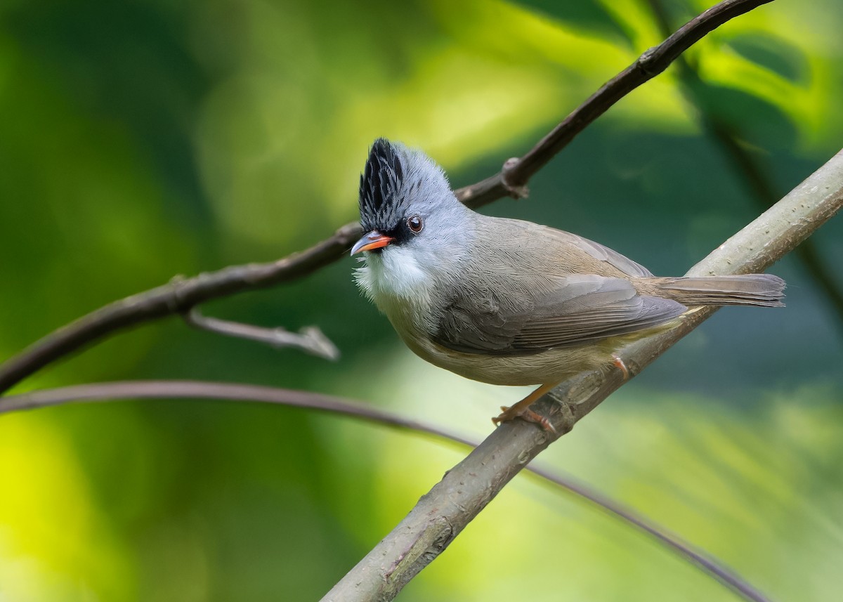 Yuhina à menton noir - ML619516318