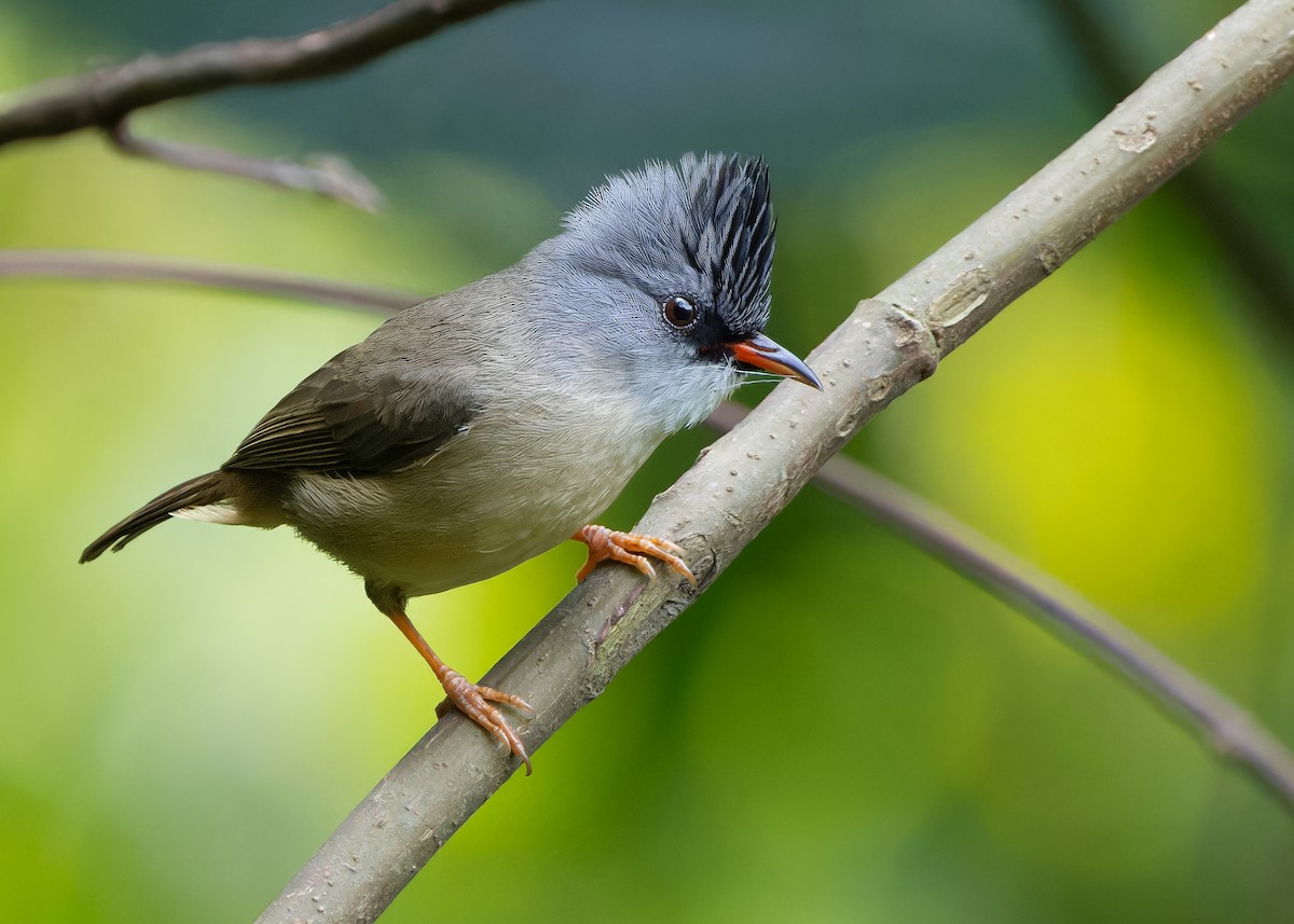 Yuhina à menton noir - ML619516323