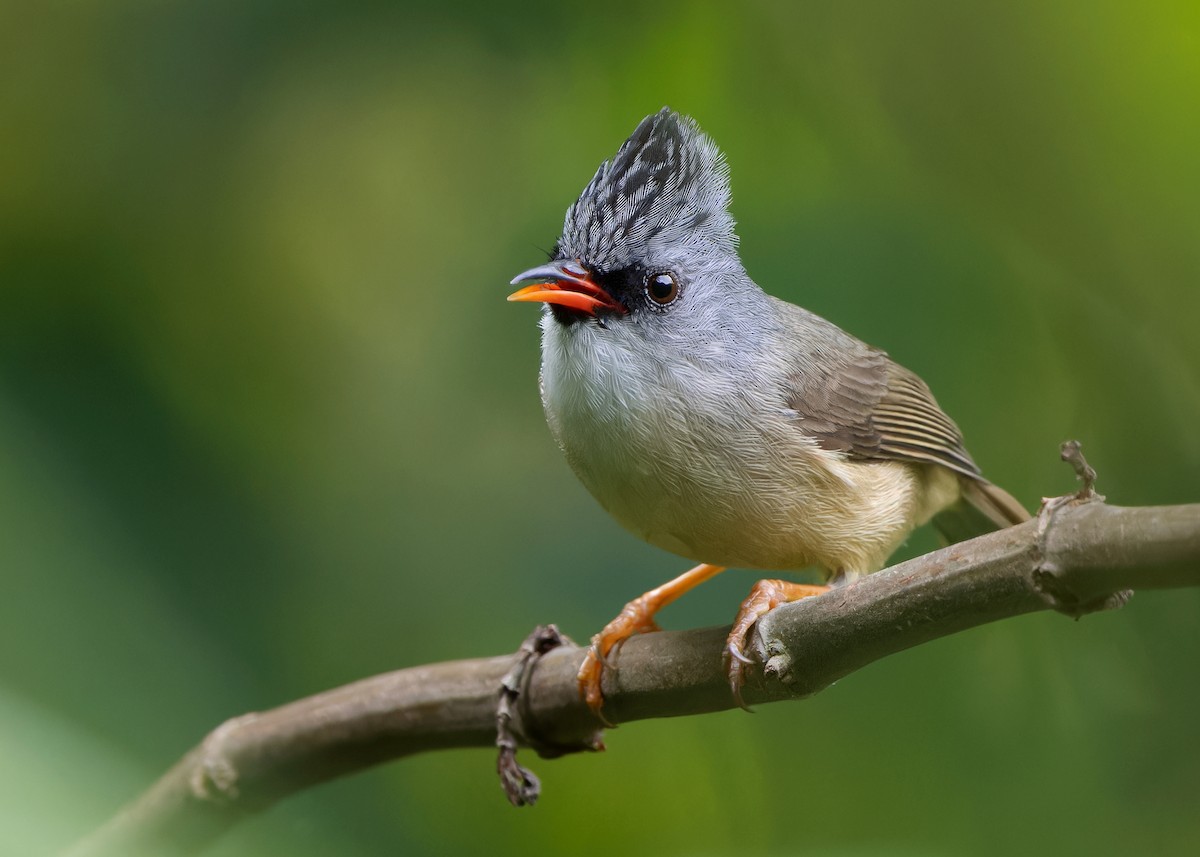 Black-chinned Yuhina - Ayuwat Jearwattanakanok