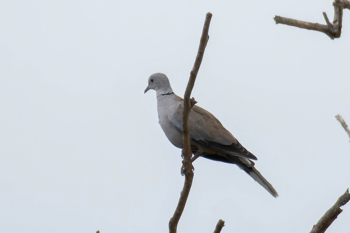 Eurasian Collared-Dove - Muhammed Rafi