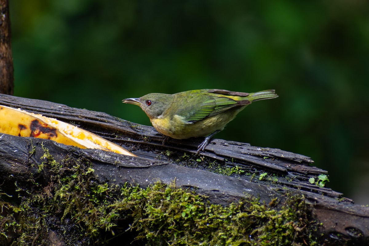 Golden-collared Honeycreeper - Oscar Lopez