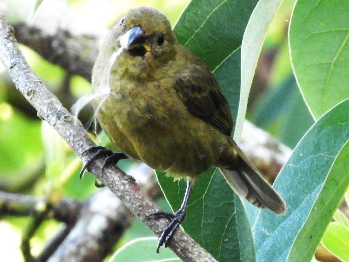 Thick-billed Seed-Finch - Maria Corriols