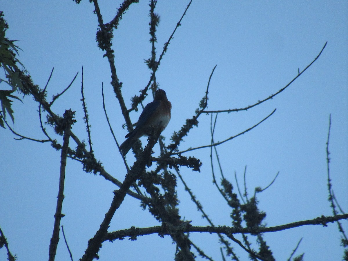 Eastern Bluebird - ML619516339