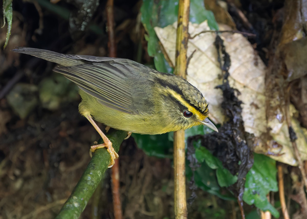 Yellow-throated Fulvetta - Ayuwat Jearwattanakanok