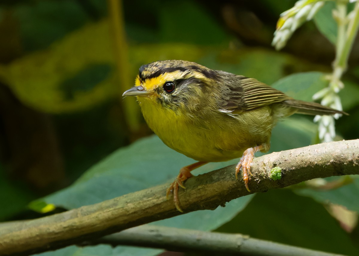 Yellow-throated Fulvetta - ML619516343