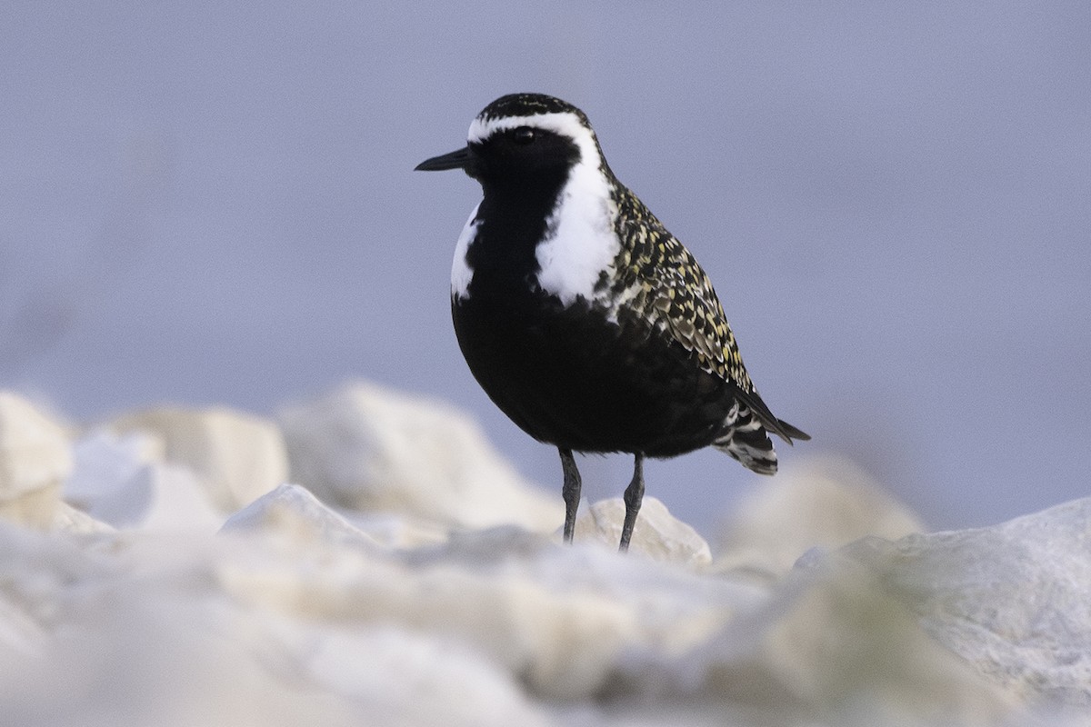 American Golden-Plover - Cam Nikkel