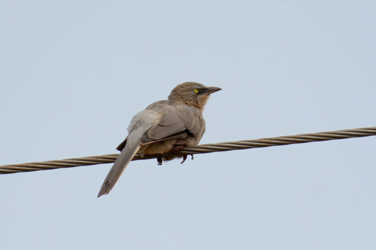 Large Gray Babbler - ML619516348