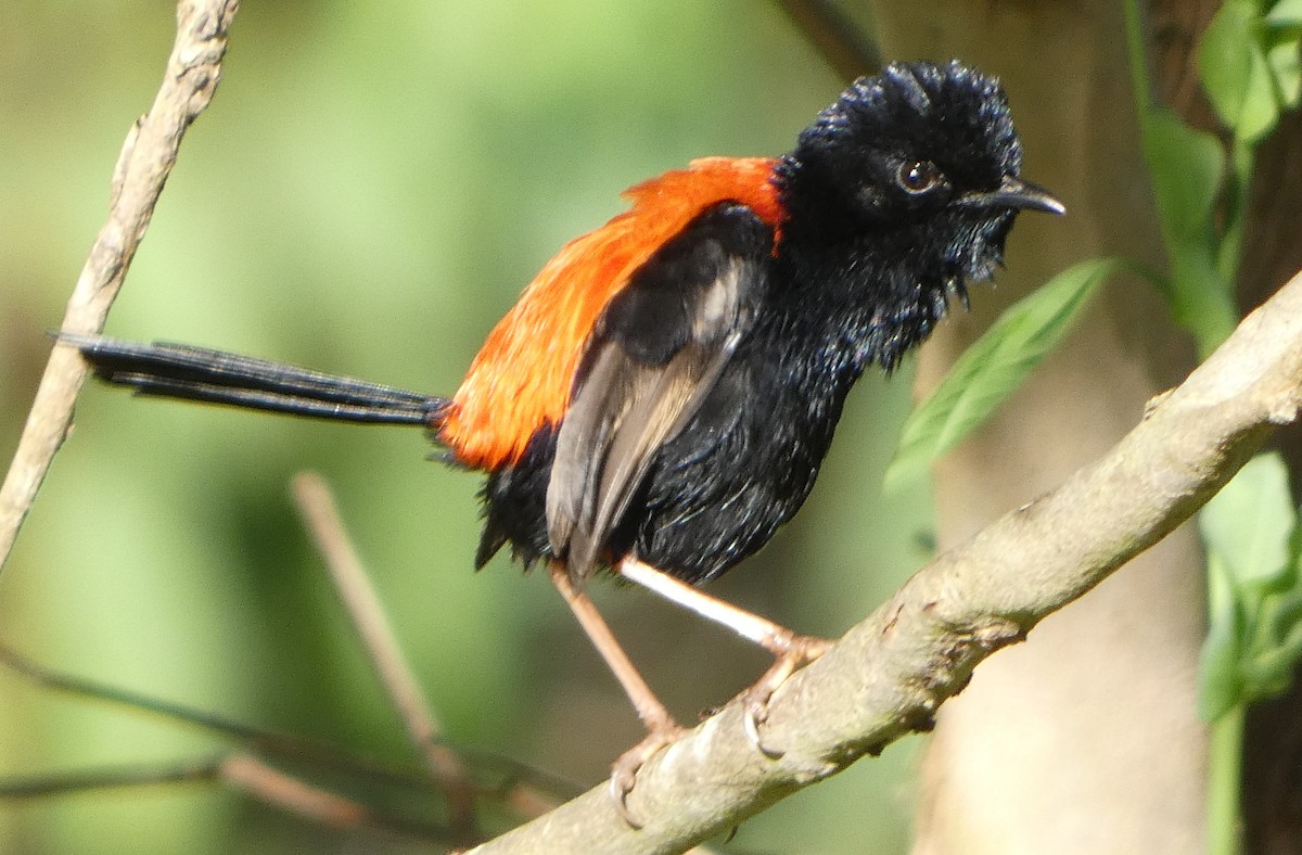 Red-backed Fairywren - ML619516350