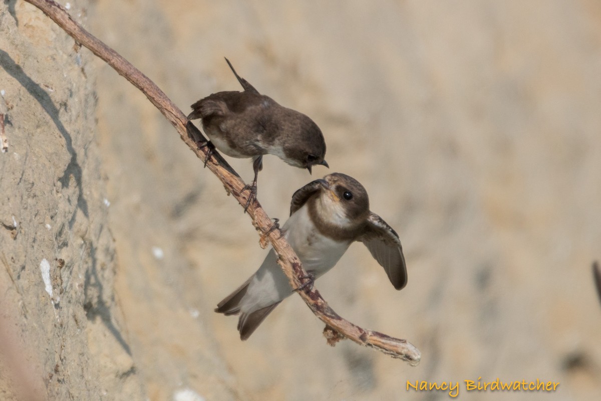 Bank Swallow - ML619516354