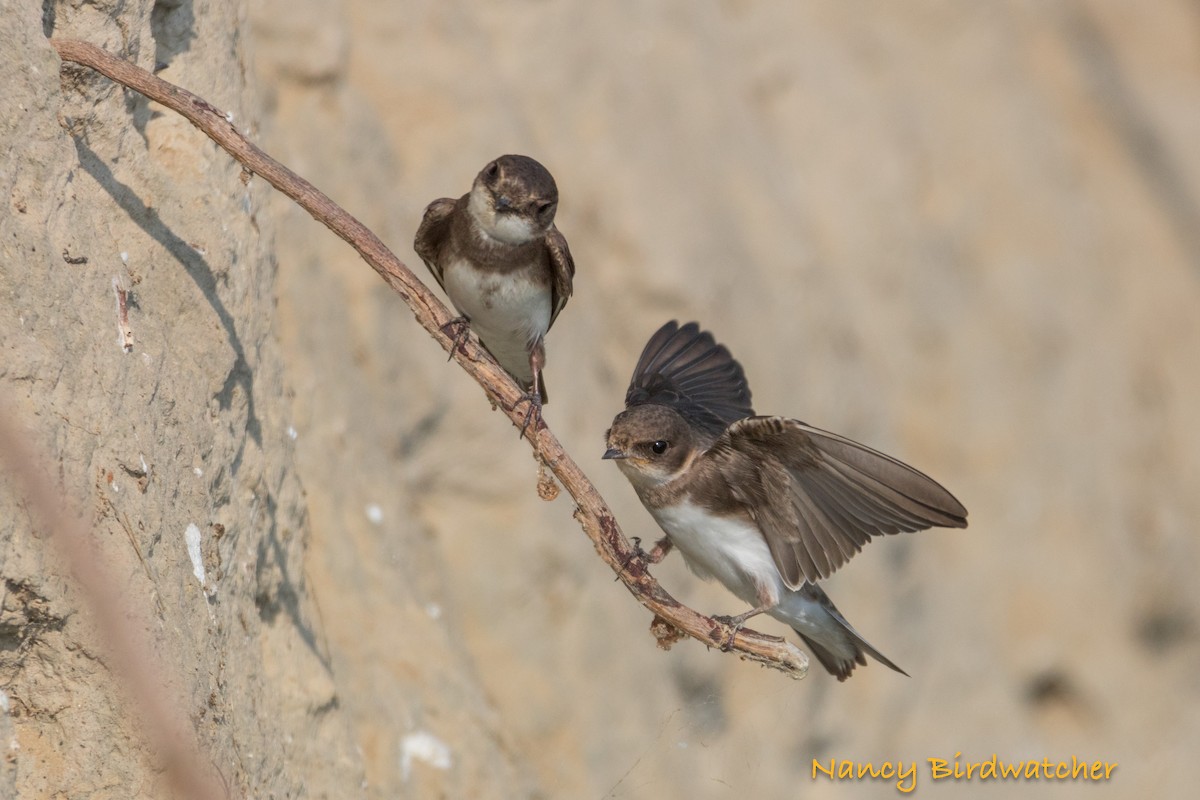 Bank Swallow - ML619516356