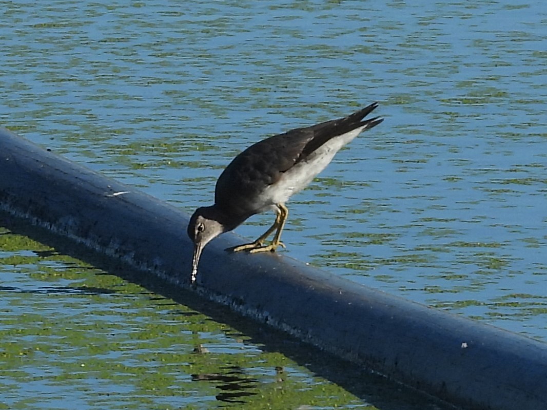 Wandering Tattler - ML619516362