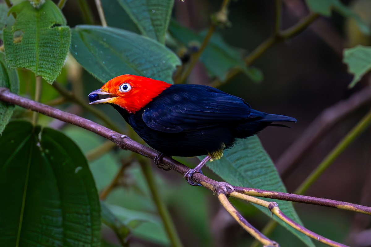 Red-capped Manakin - Mason Flint