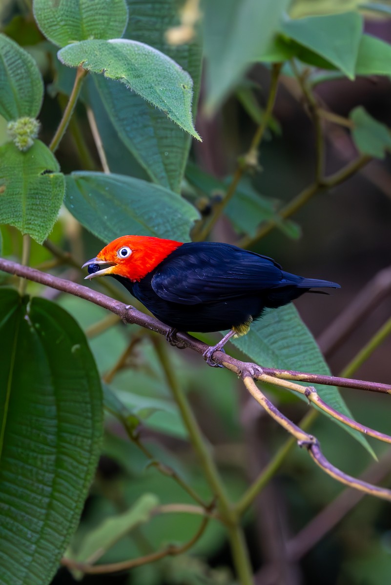 Red-capped Manakin - Mason Flint