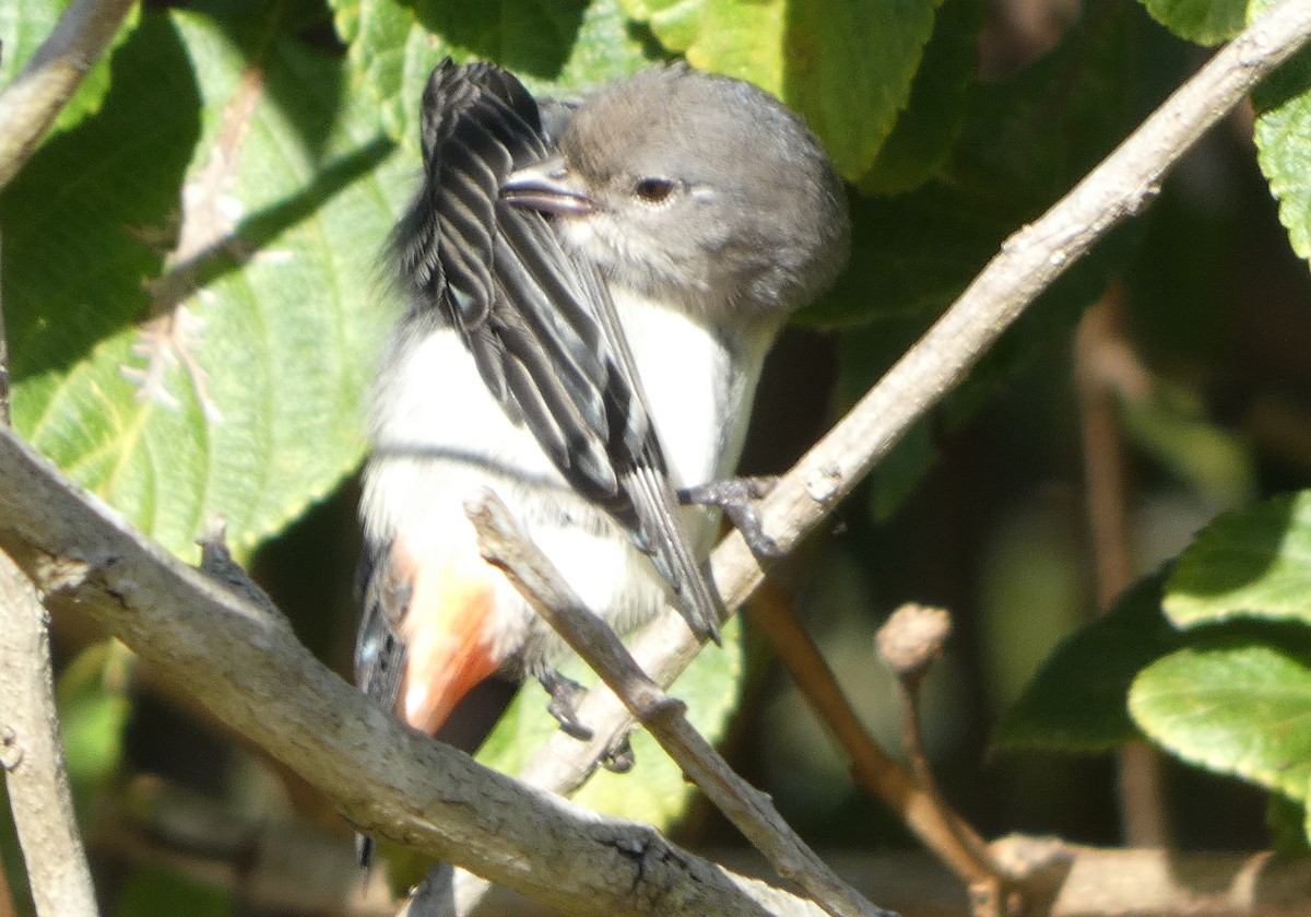 Mistletoebird - ML619516370