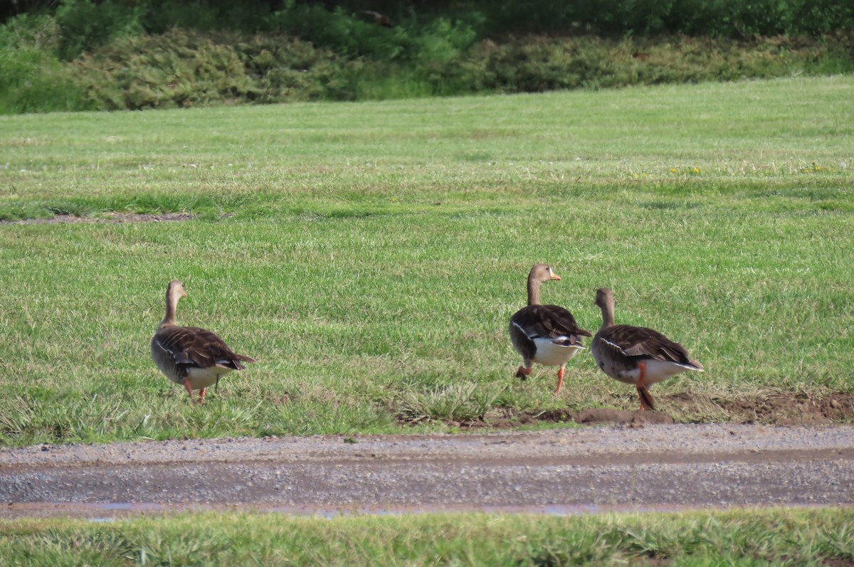 Greater White-fronted Goose - ML619516373