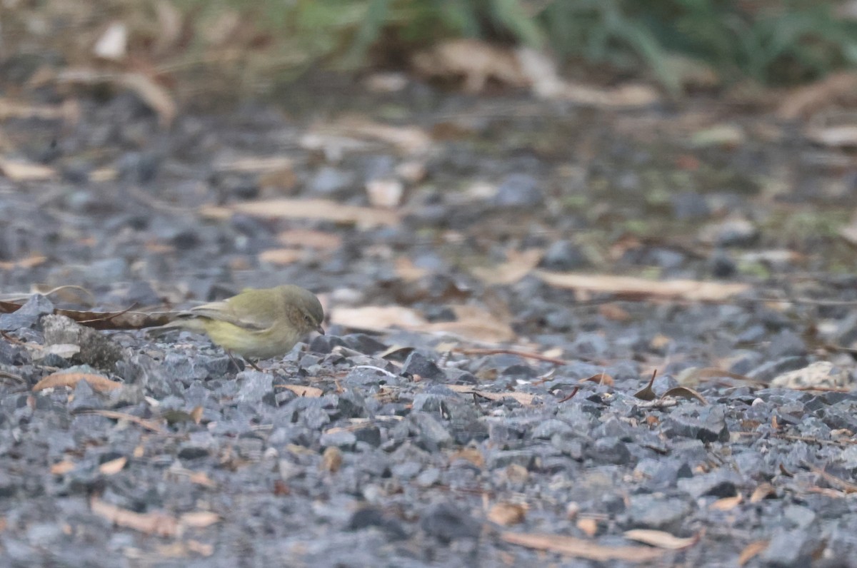 Weebill - GEOFFREY SHINKFIELD