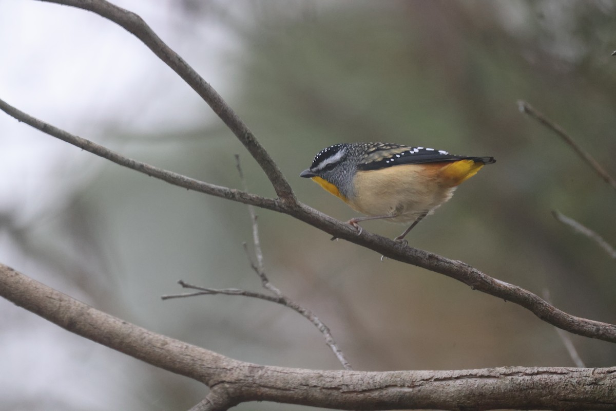 Spotted Pardalote - GEOFFREY SHINKFIELD