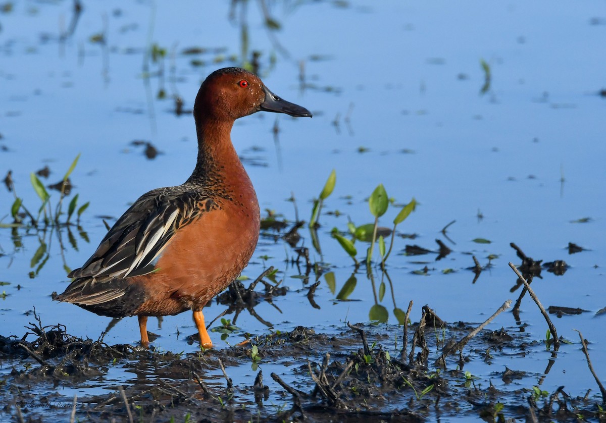 Cinnamon Teal - Libby Burtner