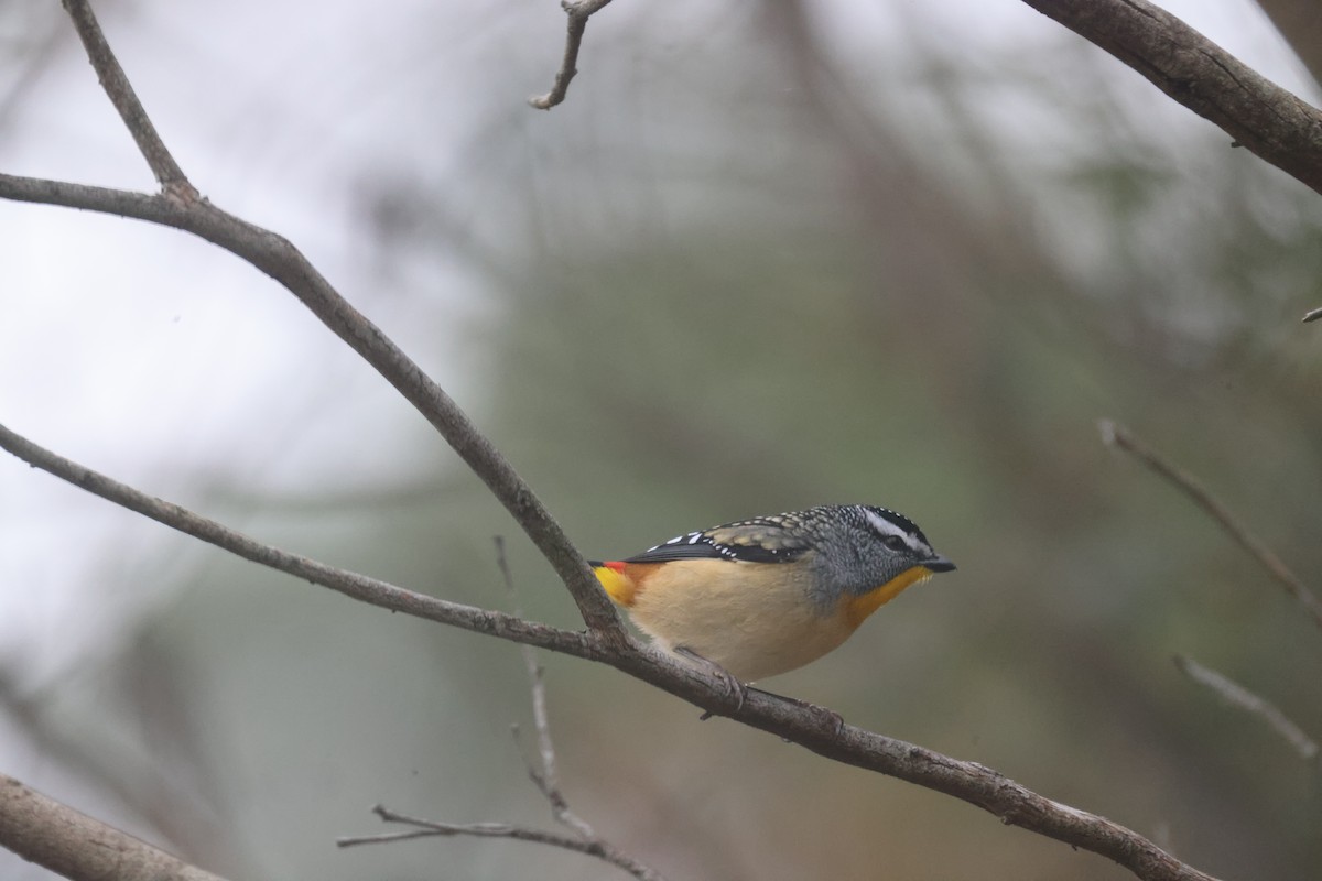 Spotted Pardalote - GEOFFREY SHINKFIELD