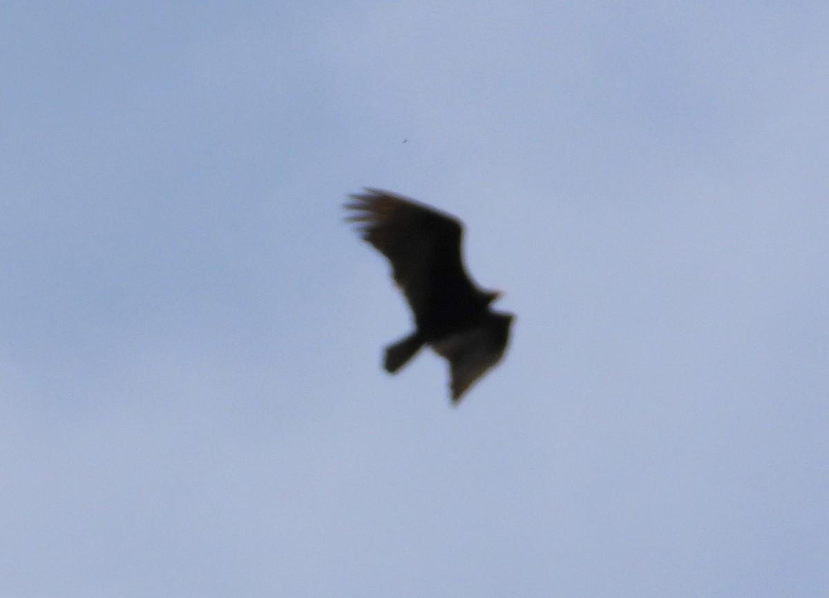 Turkey Vulture - ML619516402