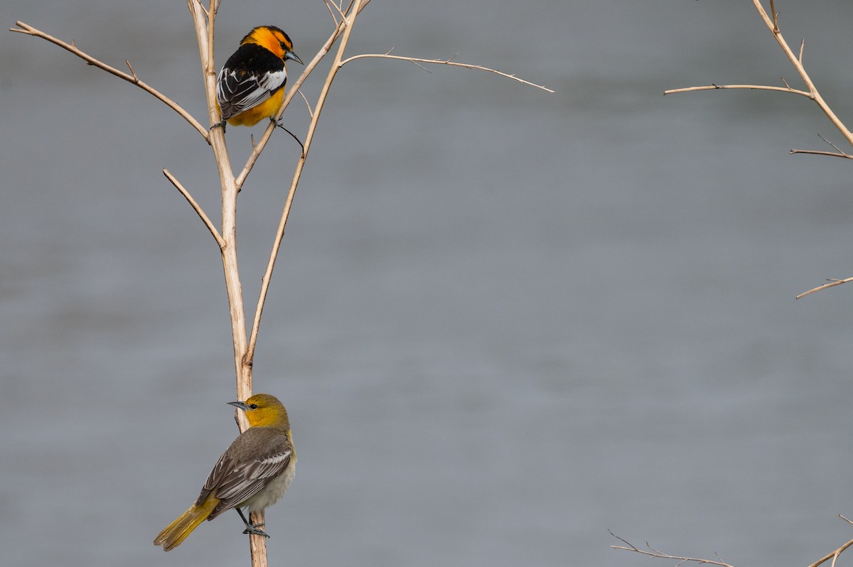 Bullock's Oriole - Isaac Boardman