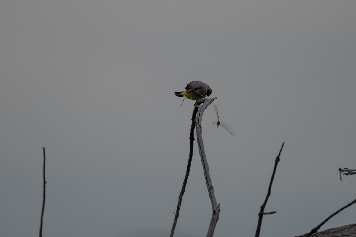 Western Kingbird - Isaac Boardman