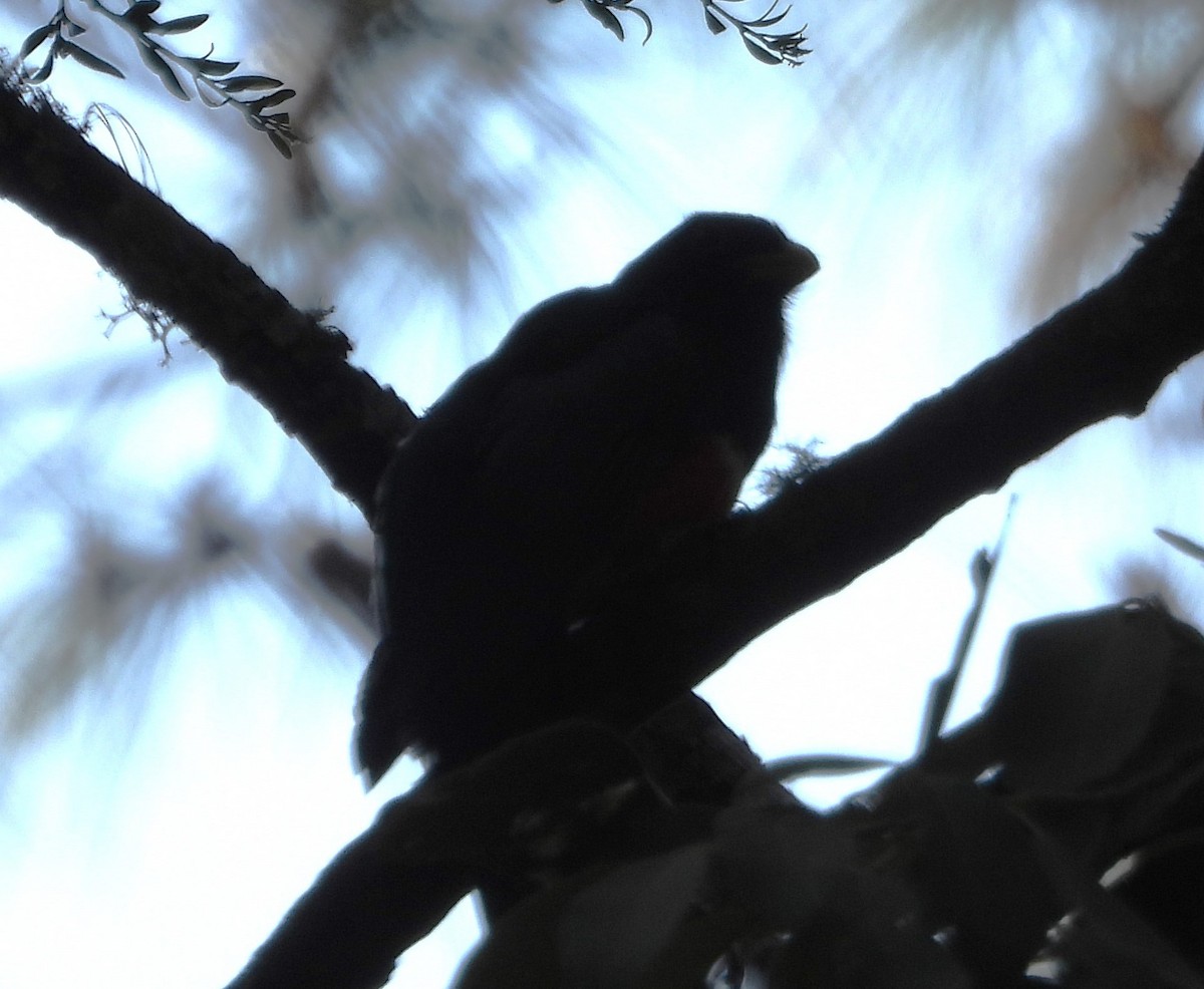 Mountain Trogon - Guadalupe Esquivel Uribe