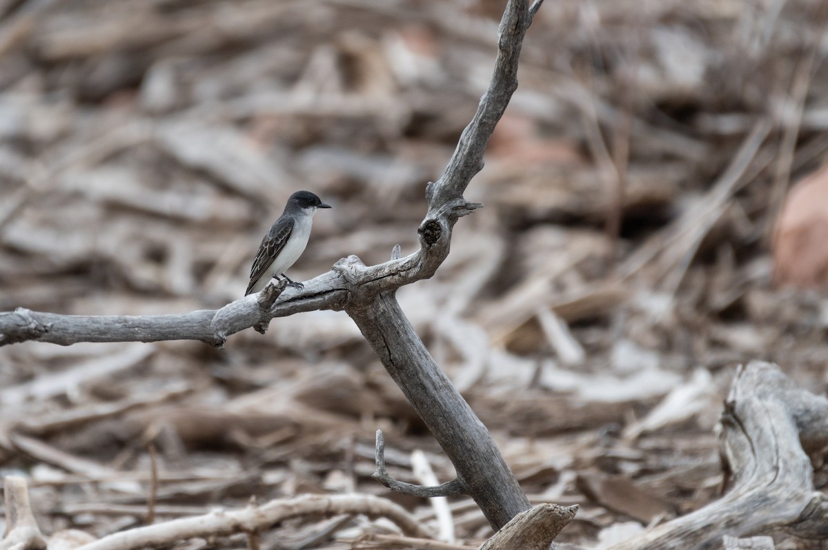 Eastern Kingbird - Isaac Boardman