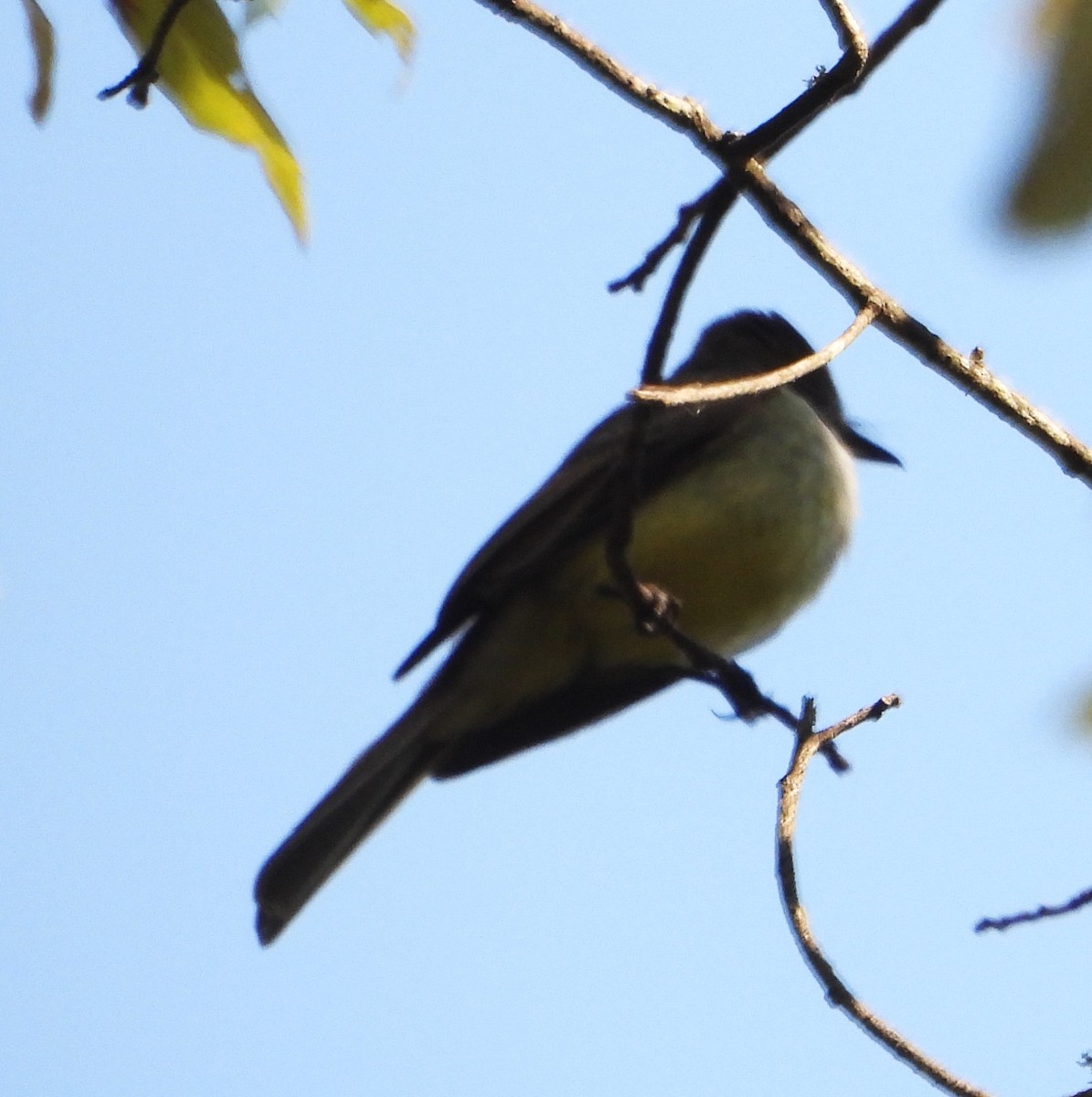 Nutting's Flycatcher - Guadalupe Esquivel Uribe