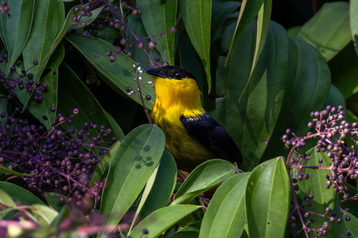 Golden-collared Manakin - Mason Flint