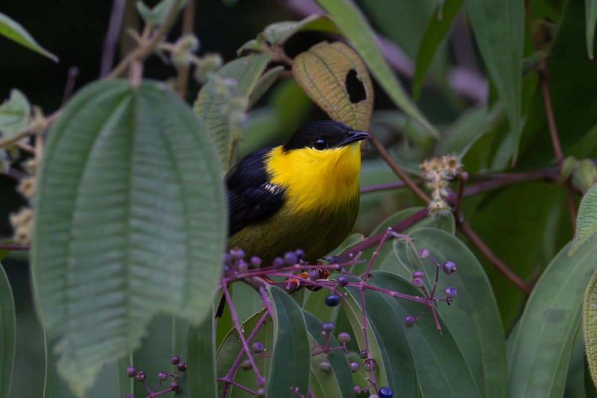 Golden-collared Manakin - Mason Flint