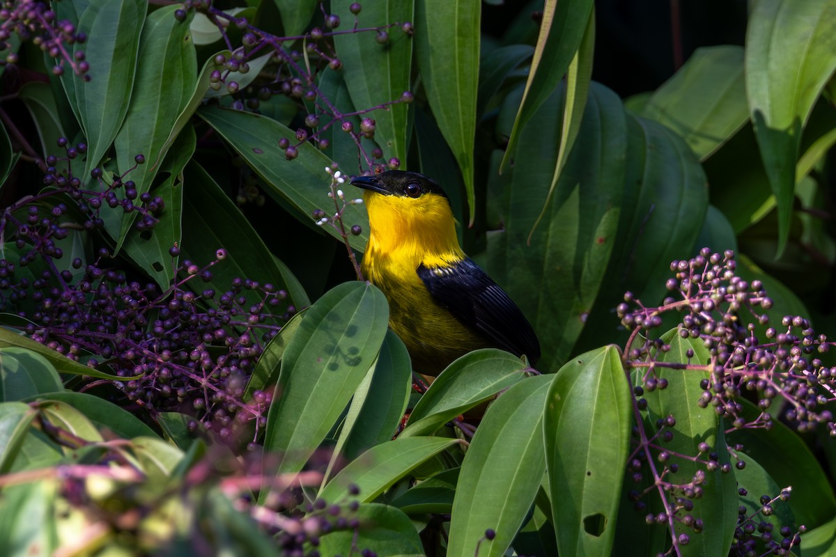 Golden-collared Manakin - Mason Flint