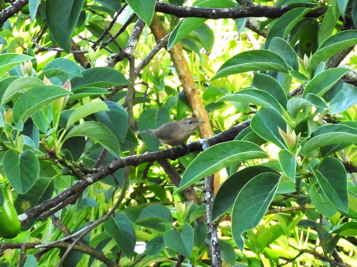 Yellow-faced Grassquit - Maria Corriols