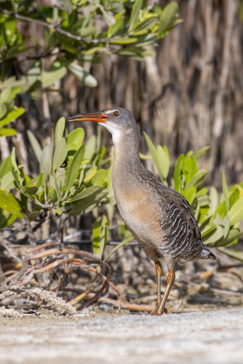 Clapper Rail - José Alberto Pérez Hechavarría