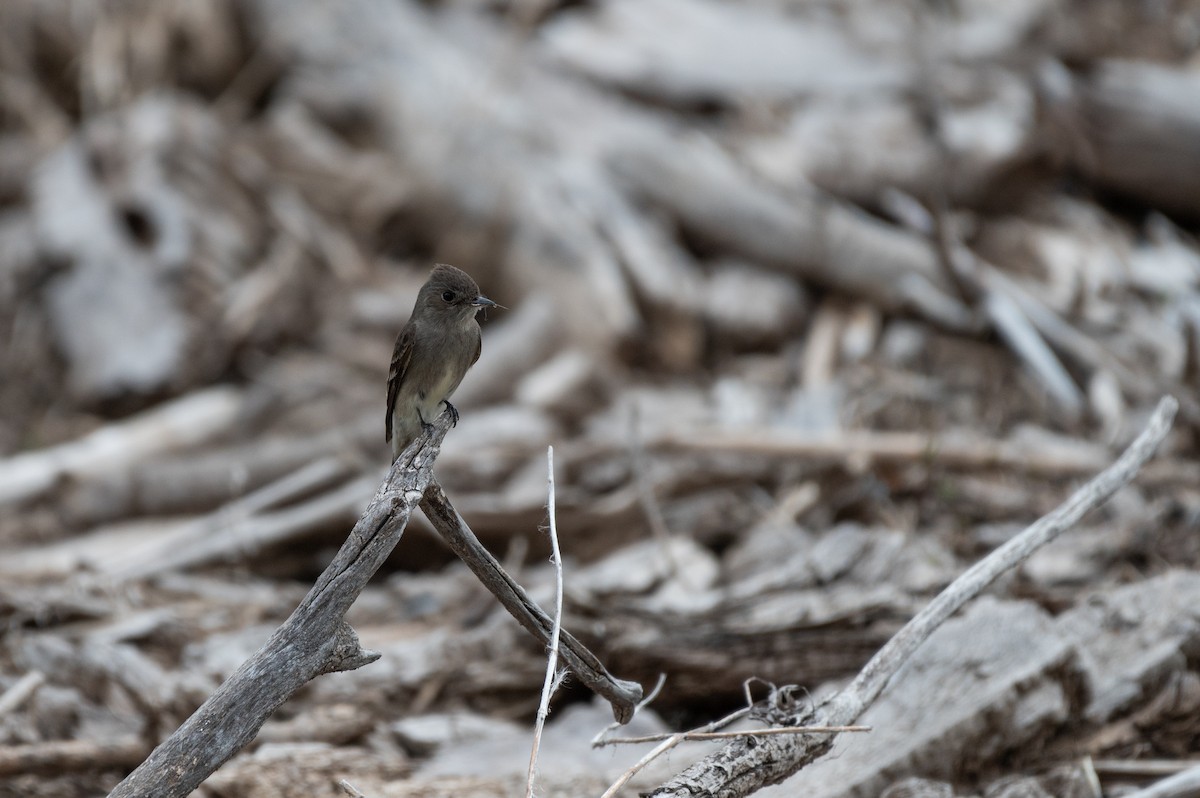 Western Wood-Pewee - Isaac Boardman