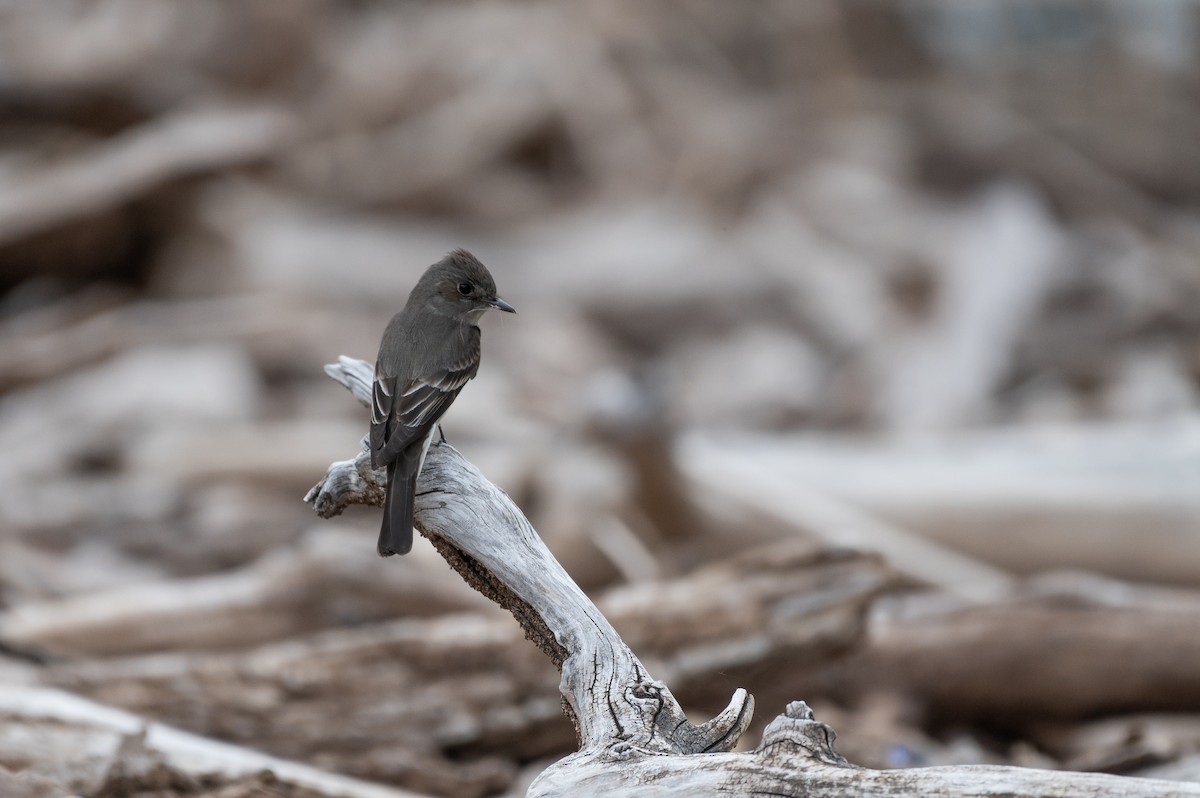 Western Wood-Pewee - Isaac Boardman